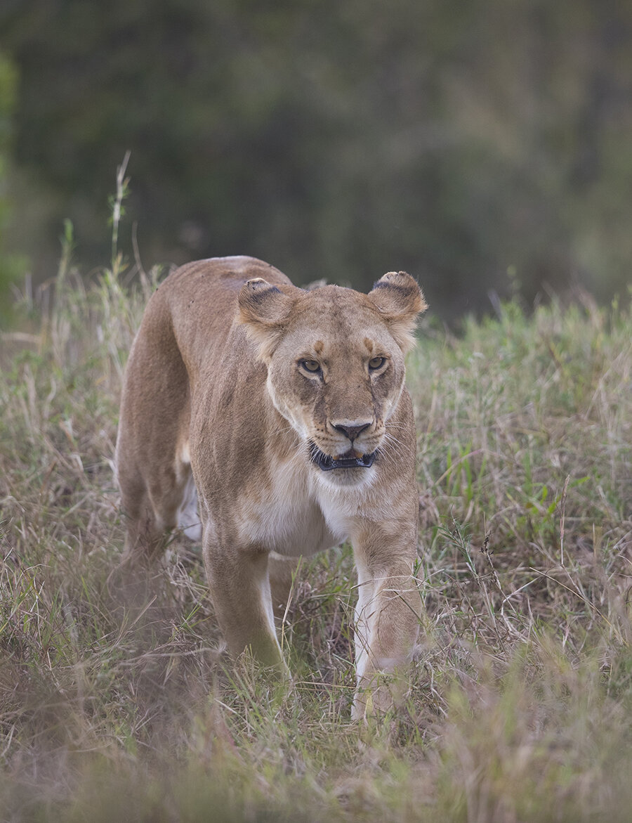  Auf den Ebenen beiderseits der Mara leben die großen Beutegreifer, wärend der Migration wie im Paradies. Es ist bei Ihnen die Zeit für Nachwuchs.  Löwe  Panthera leo  canon 1 d x II  4/500mm  1/640 sec  ISO 640  18.08.2021  17:18 Uhr  Masai Mara    