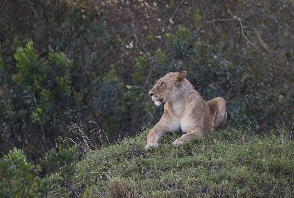  Es ist Trockenzeit, die Weiden sind grüner als andere Jahre. Am Abend regnet es leicht, der Klimawandel lässt grüßen.  Löwe  Panthera leo  canon 1 d x II  4/500mm  1/640 sec  ISO 800  18.08.2021  17:27 Uhr  Masai Mara   