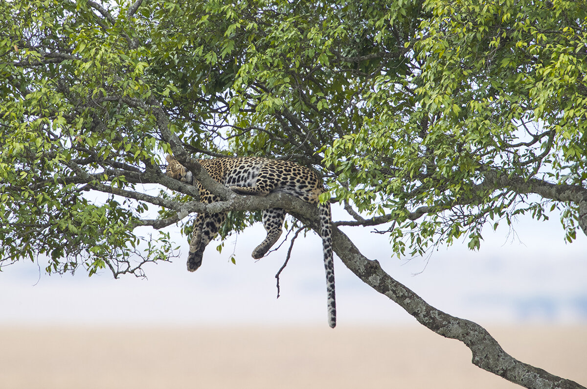  Mit vollem Magen schläft es sich gut.  Leopard  Panthera pardus 