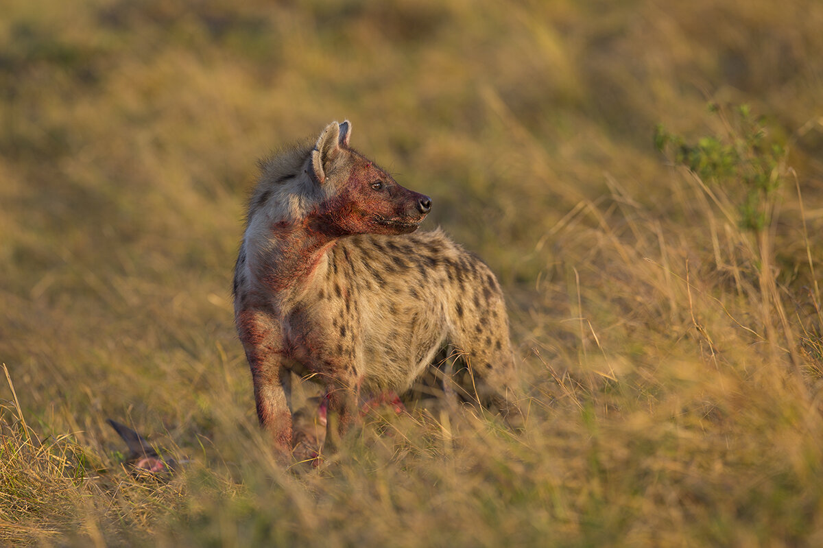  Hyänen sind gut Jäger. Geier verraten oft Ihren Jagderfolg, den Sie dann an die Löwen abtreten müssen.  Hyäne  Crocuta crocuta  canon 5 d III  3,5/300mm  1/320 sec  ISO 100  21.08.2021  7:07 Uhr  Masai Mara     