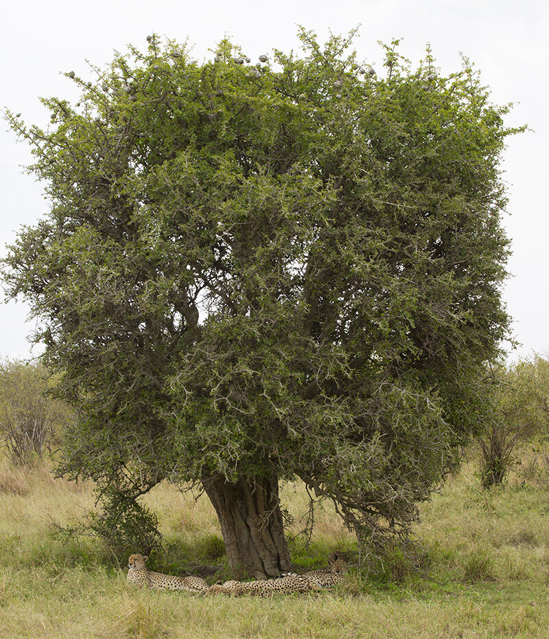  Hier unter einem Baum die glorreichen Vier. Das sind 4 Brüder die gemeinsam jagen und somit größere Beute machen können. 