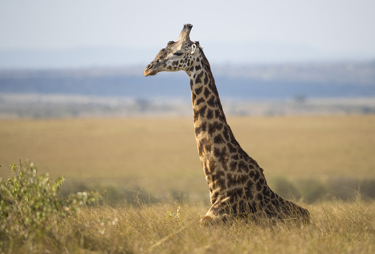 Masai Giraffe  Giraffa tippelskirchi tippelskirchi 