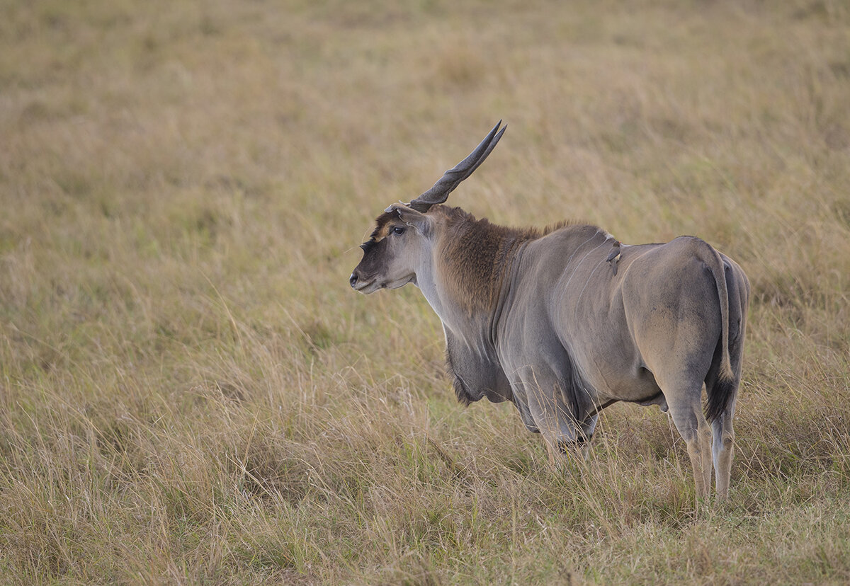  Elenantilope  Taurotragus oryx 