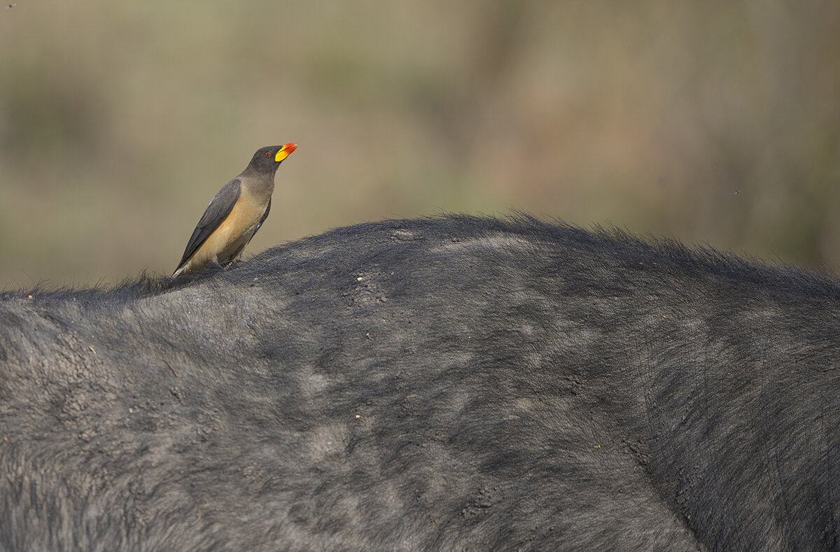  Gelbschnabel-  madenhacker  Buphagus africanus 