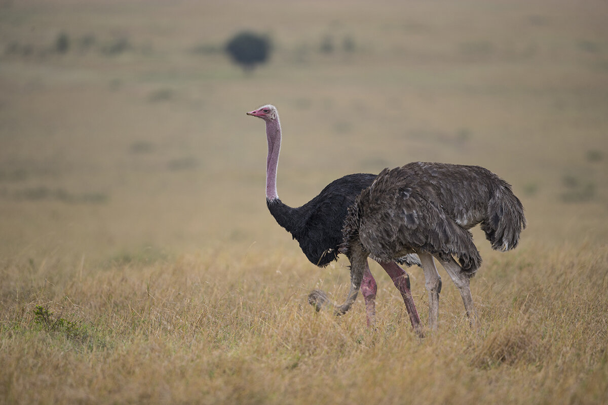  Masai-Strauß  Struthio camelus massaicus 