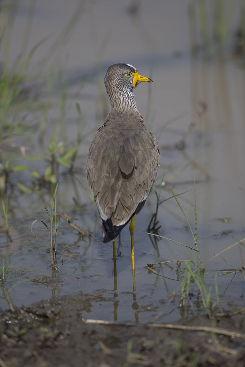  Senegalkiebitz  Vanellus senegallus 