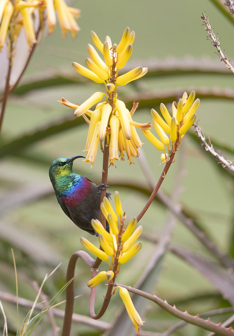  Bindennecktarvogel  Nectarinia mariquensis 