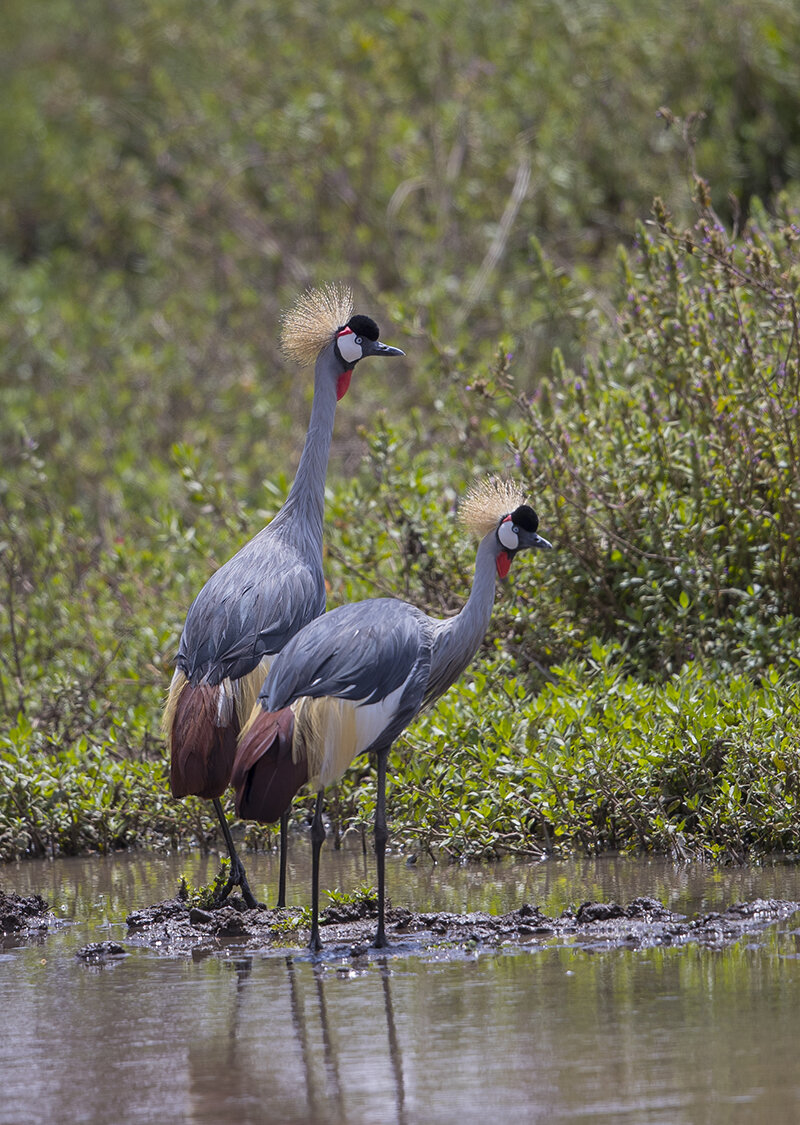  Heller-Kronenkranich  Balearica regulorum  canon 1 d x II  4/500mm  1/1250 sec  IOS 250  16.08.2021  11:33 Uhr  Solio     