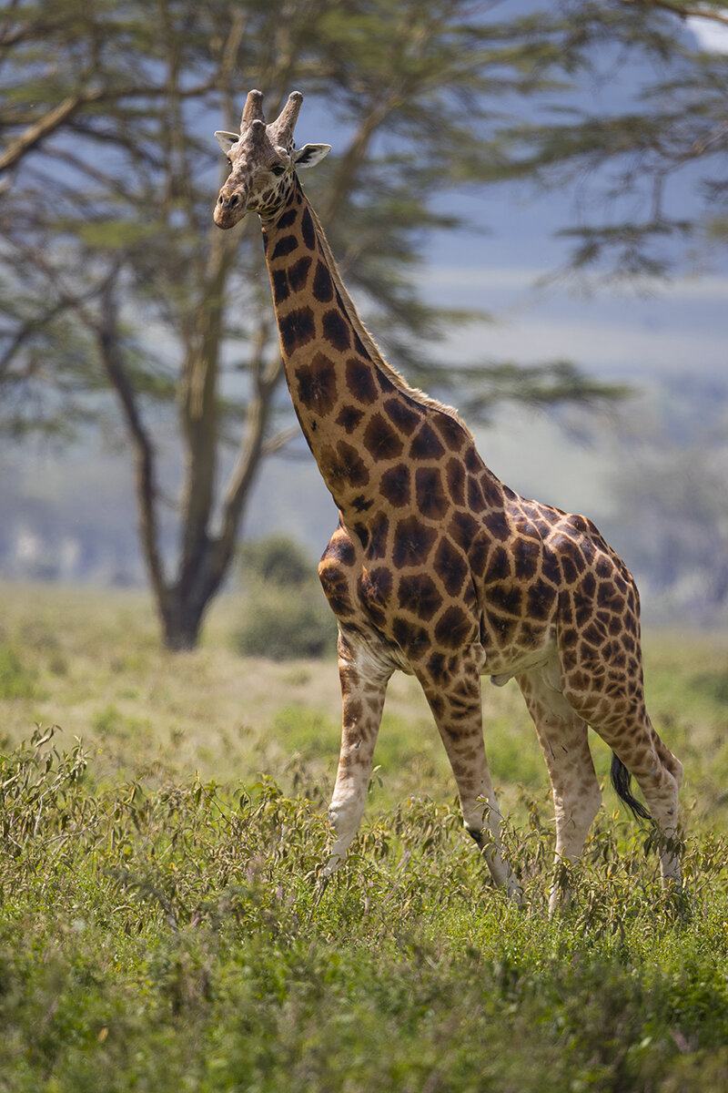  Rothschildgiraffe  Giraffa camelopardalis rothschildi 