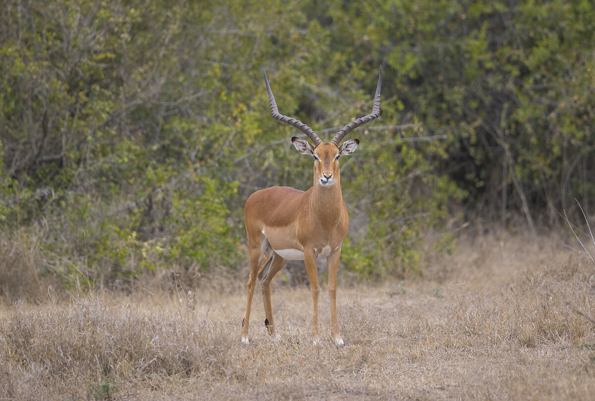  Impala  Aepyceros melampus 