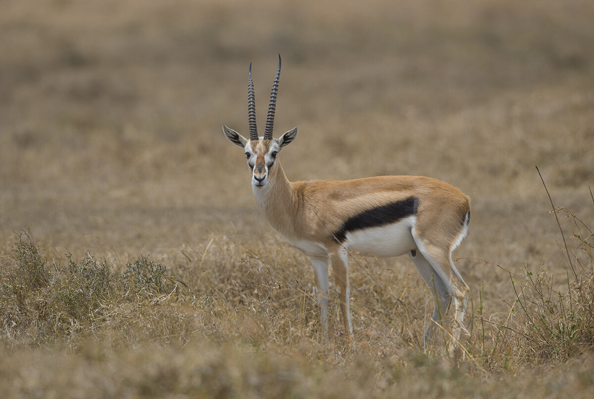  Thomson-Gazelle  Eudorcas nasalis 