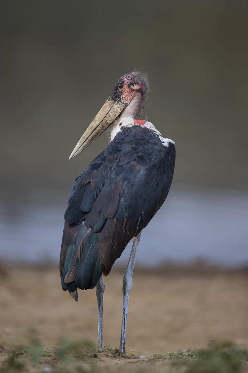  Marabu  Leptoptilos crumeniferus  Nakuru 