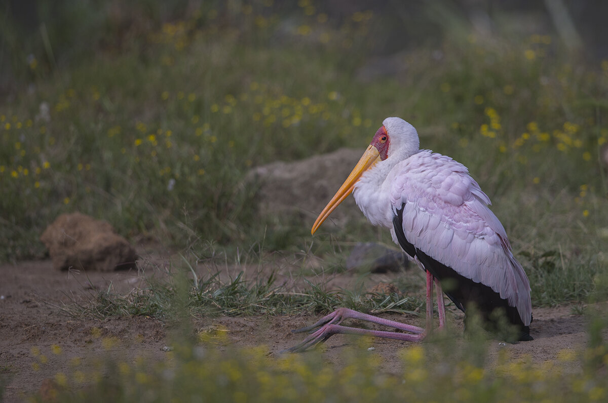  Nimmersatt  Mycteria ibis  Nakuru   