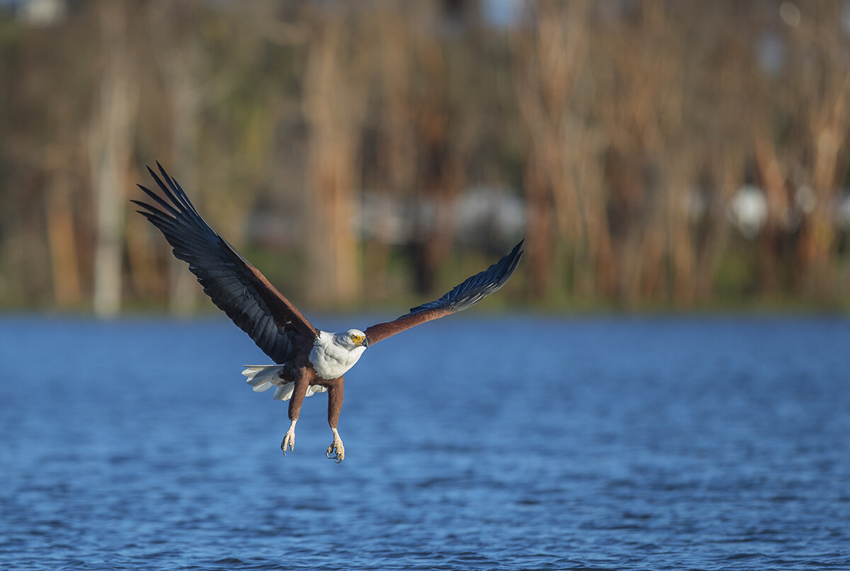  Schreiseeadler 