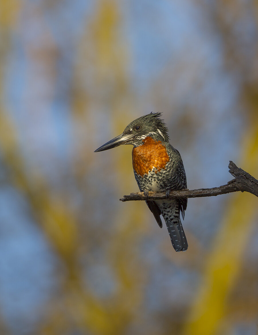  Rieseneisvogel  Ceryle maxima 