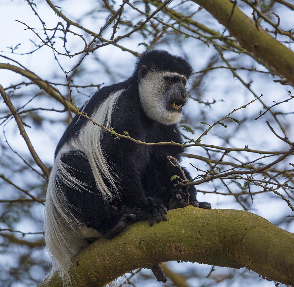  Guereza  Colobus-Affe  Colobus abyssinicus 