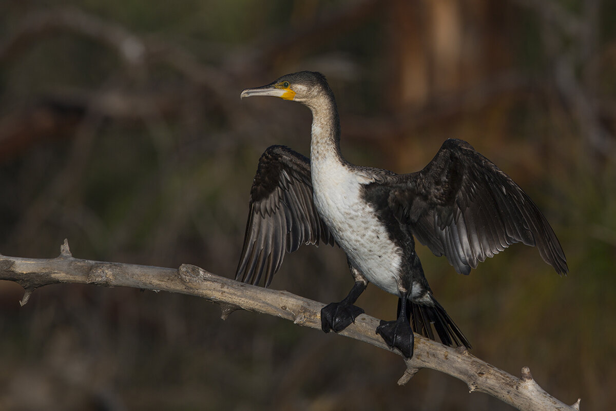  Weißbrustkormoran  Phalacocorax carbo lucidus 