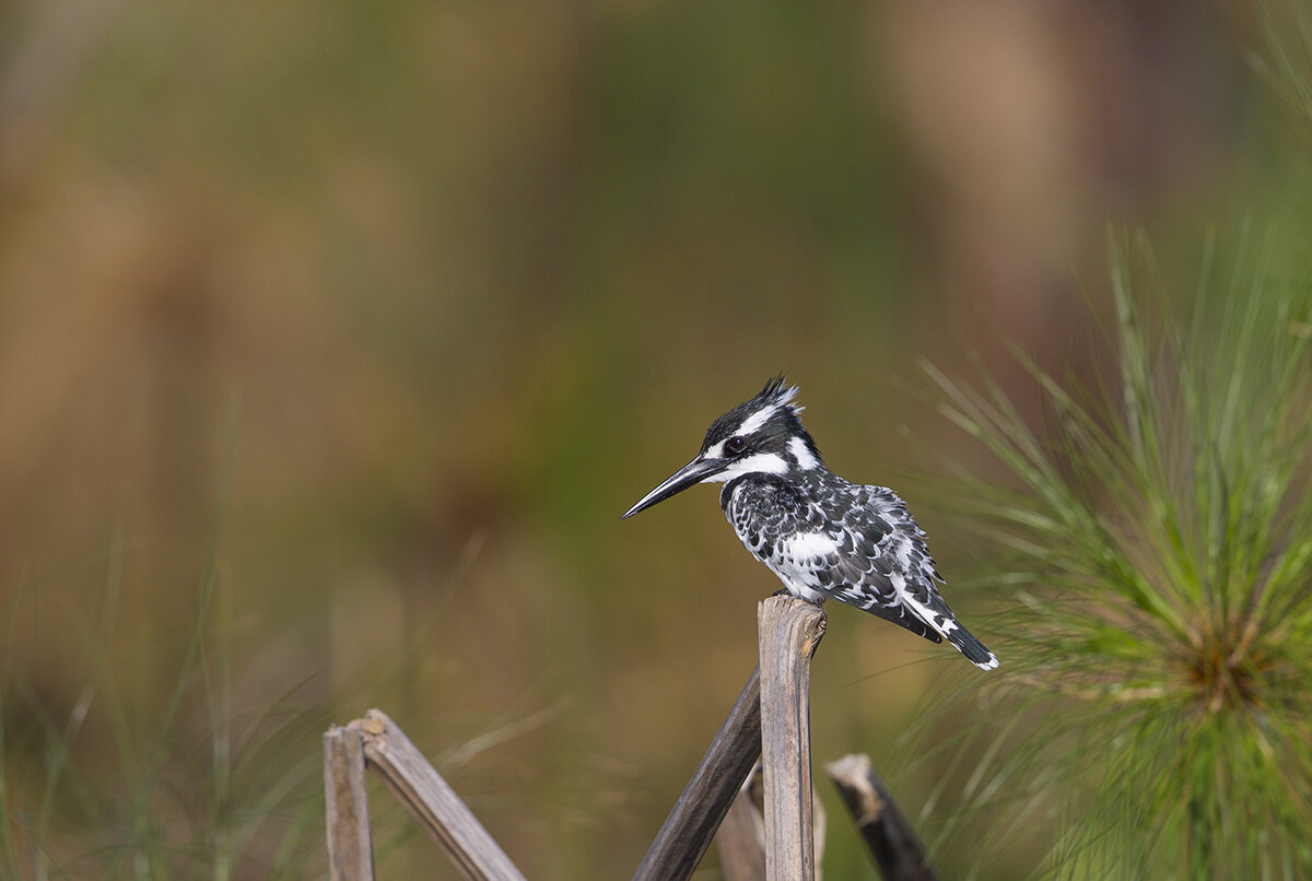  Graufischer  Ceryle rudis 