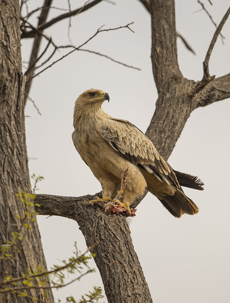  Raubadler  Aquila rapax 