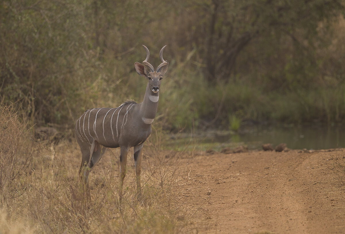  Kleiner Kudu  Ammelaphus imberbis 