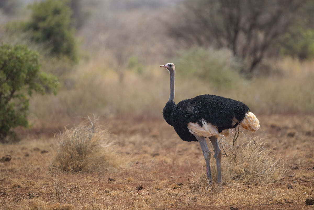  Somalistrauß  Struthio molybdophanes 