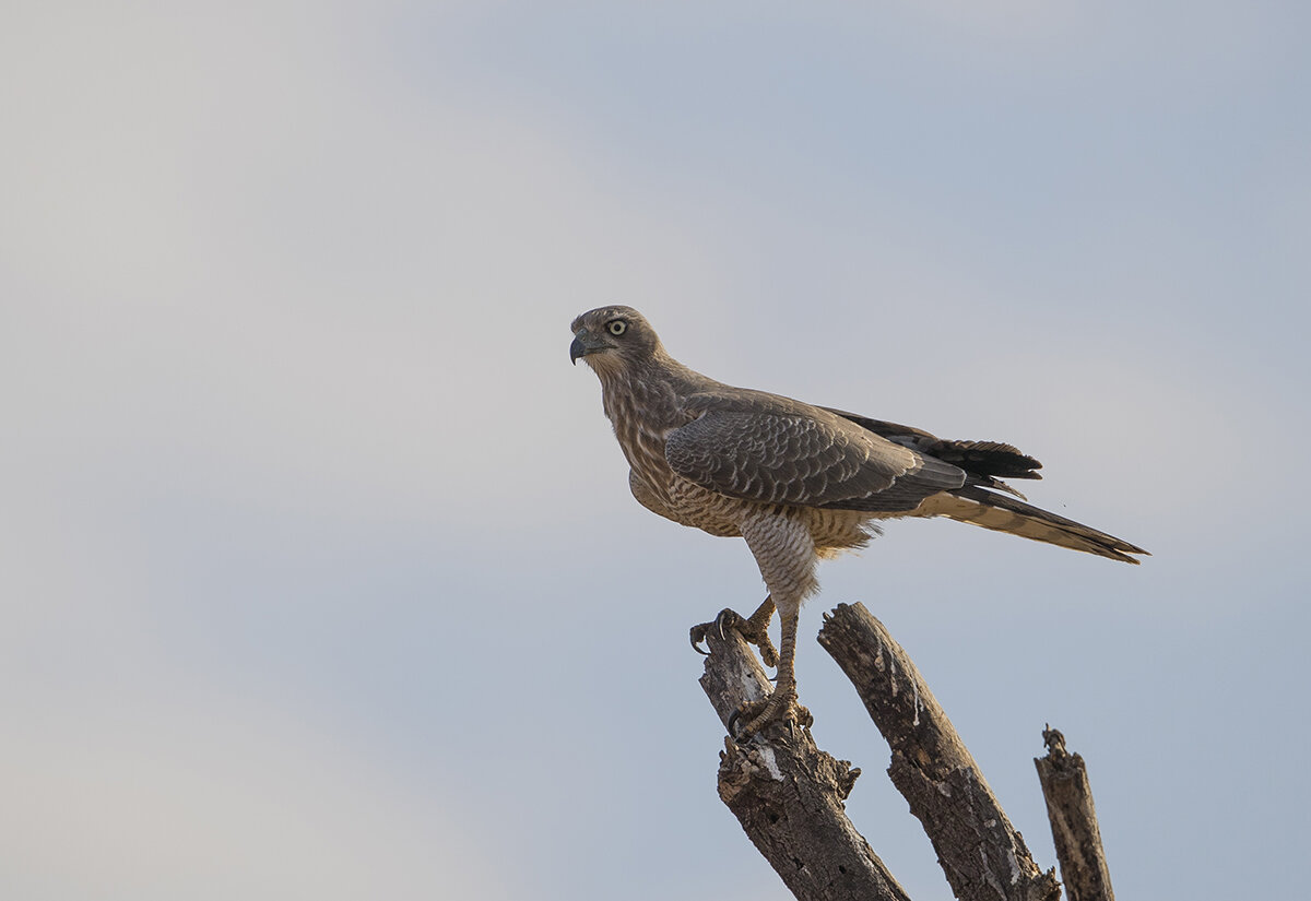  Habicht  Accipiter 