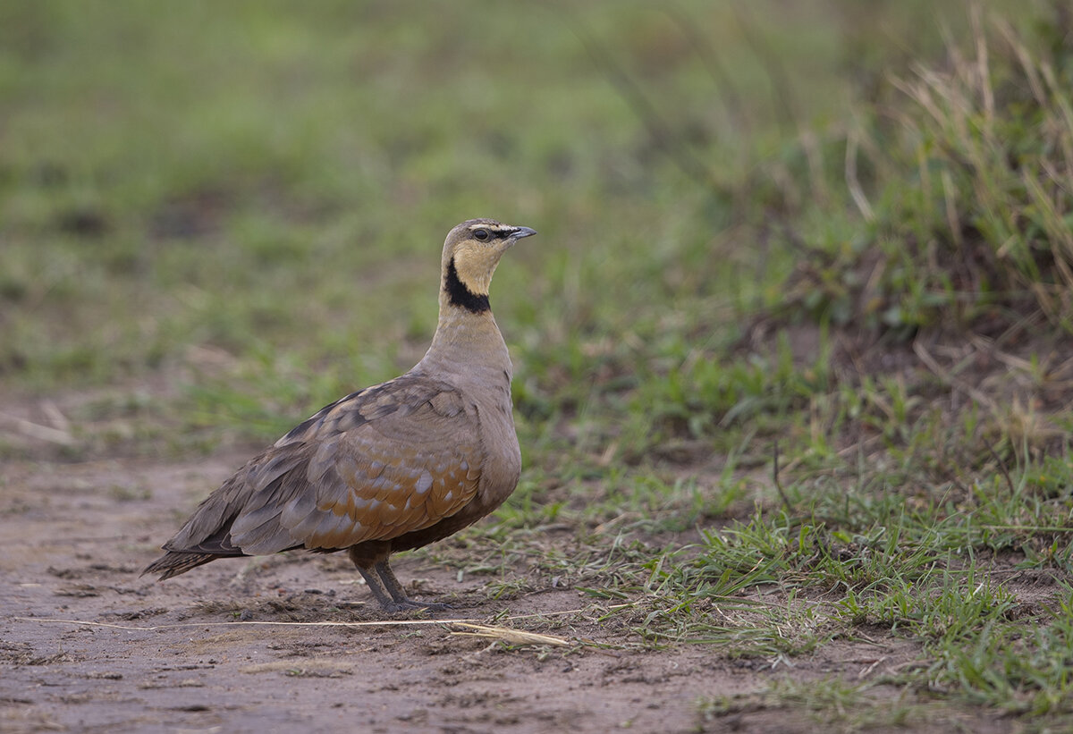  Gelbkehlflughuhn  Pterocles gutturalis 