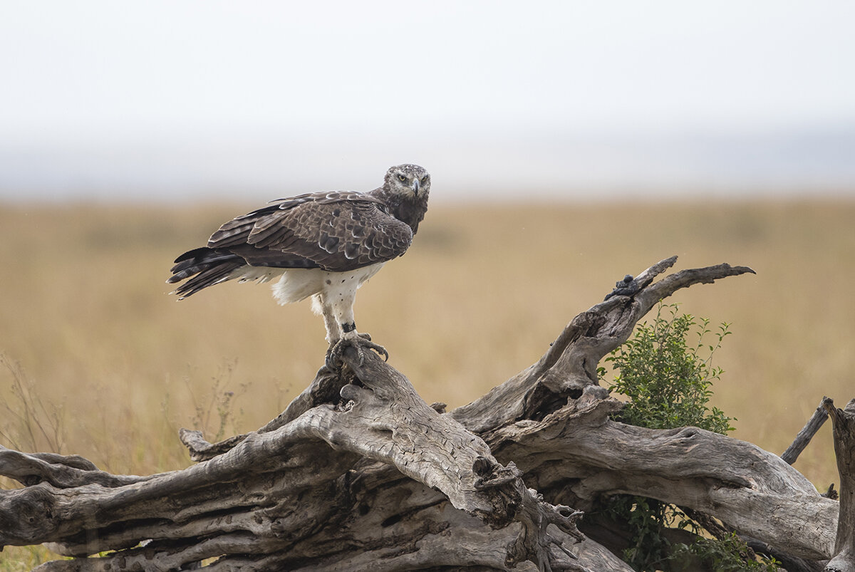  Schlangenadler  Circaetus gallicus 