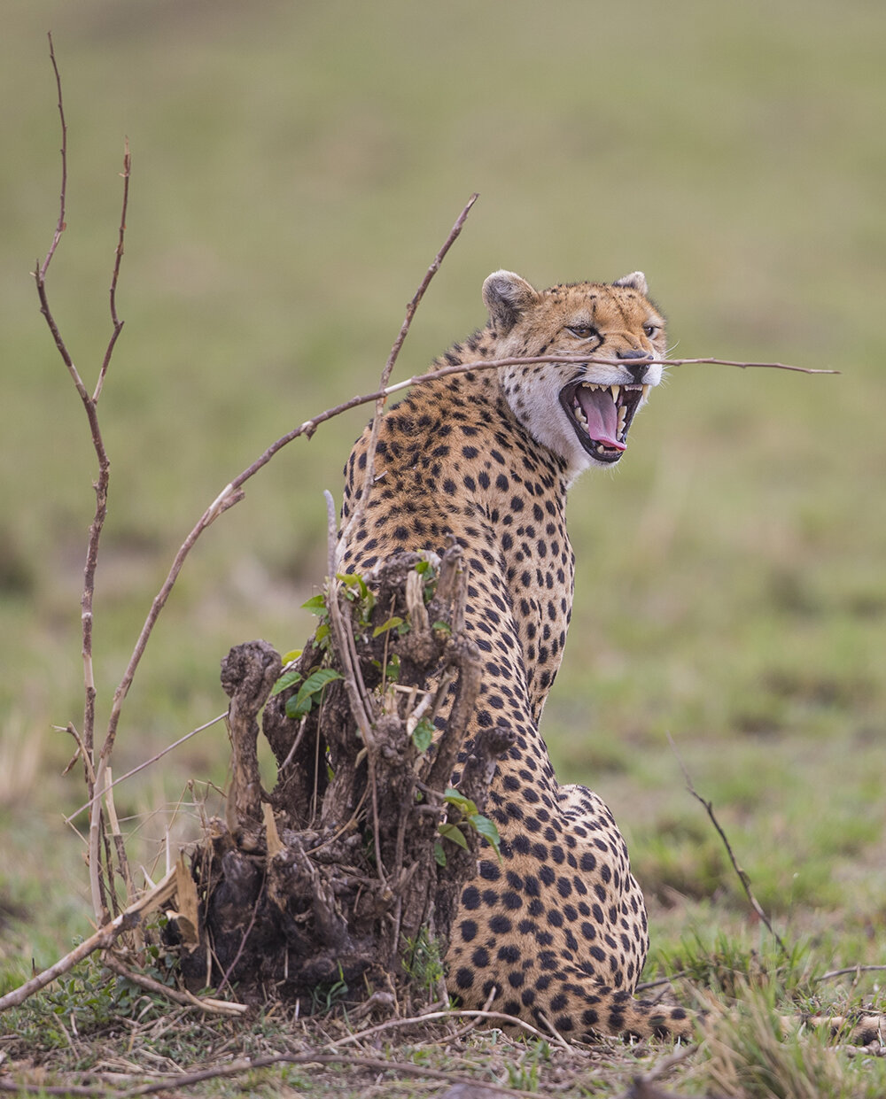  Gepard in Anspannung vor der Jagd.  Gepard  Acinonyx jubatus  canon 1  d x II  4/500mm  1/500 sec  ISO 250  19.082021  9:40 Uhr  Masai Mara 