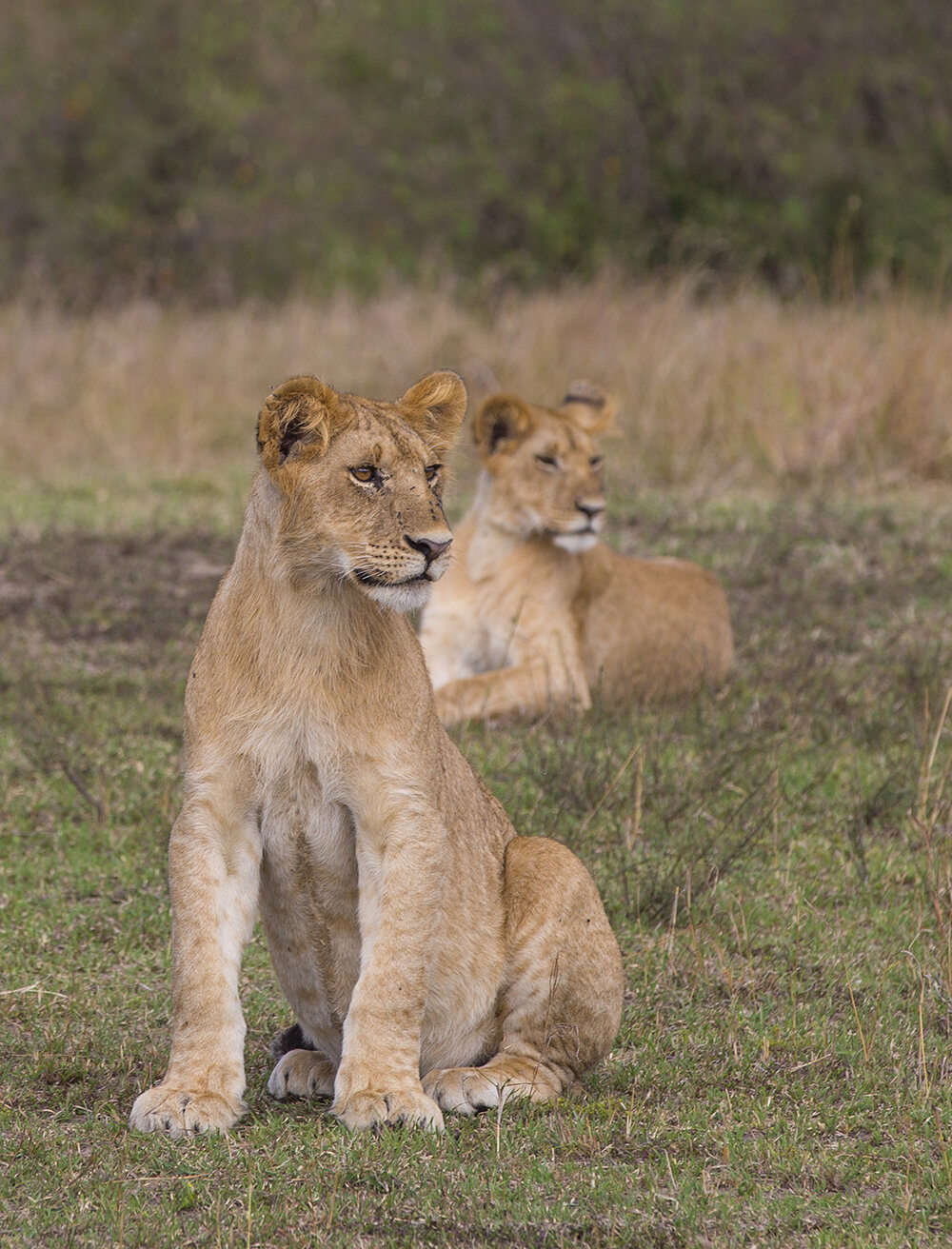  Junge Löwen warten auf ihre Mutter  canon 5 d III  5,6/ 200 mm  1/200 sec  ISO 100  20.08.2021  16:30 Uhr  Masai Mara 