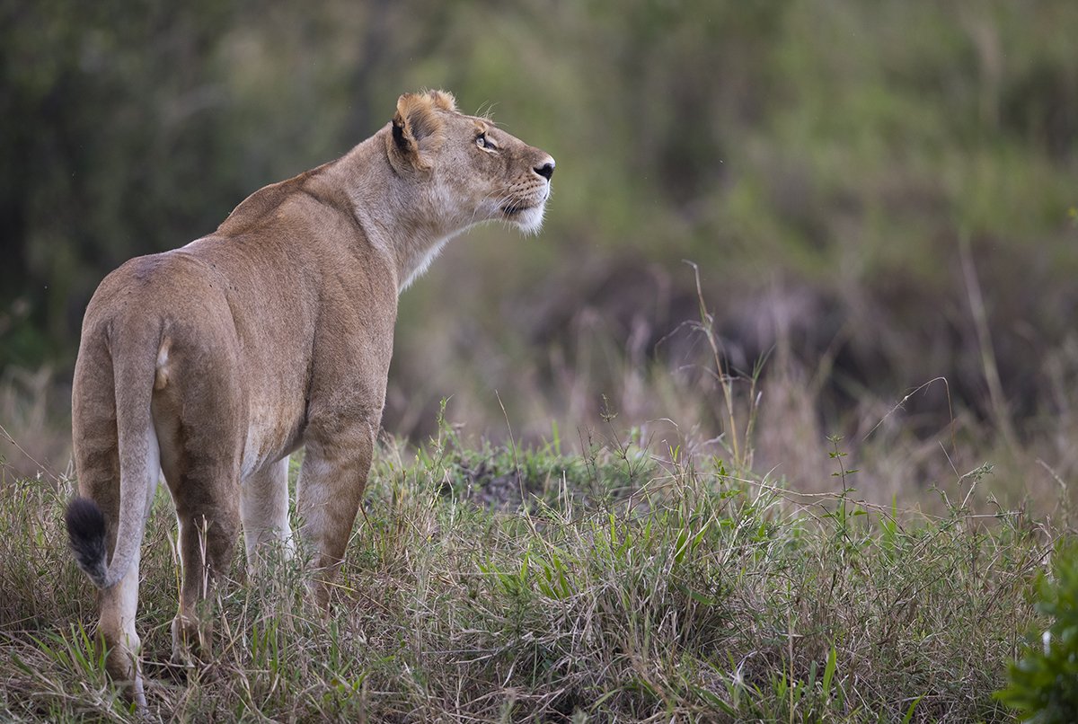  Löwe  Panthera leo  Masai Mara 