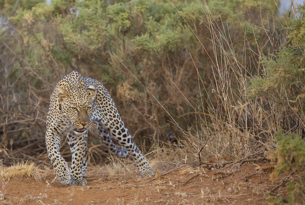  Leopard  Panthera pardus  Samuru NP 