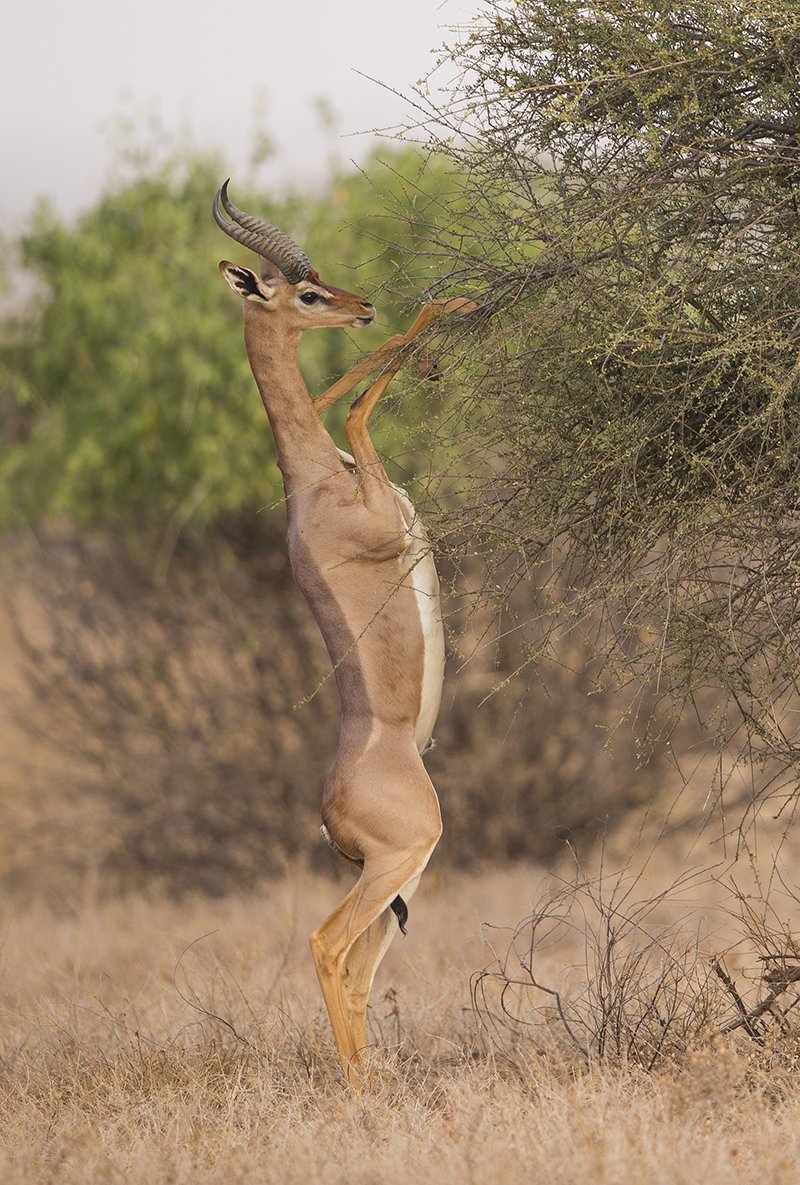  Gerenuk  Litocranius walleri  Samburu NP 
