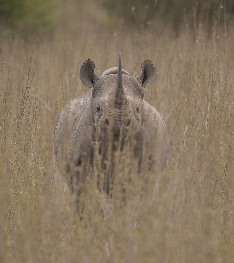  Spitzmaulnashorn  Diceros bicornis 