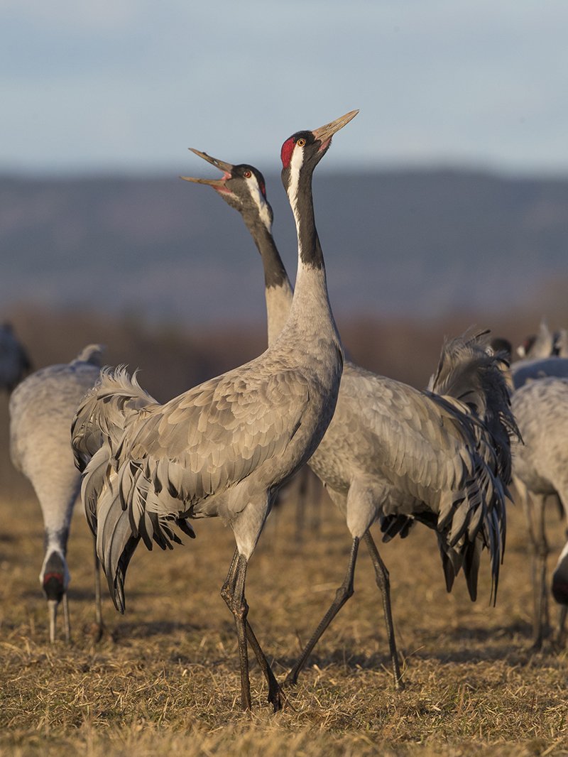  Kranich  Grus grus  Schweden  2021 