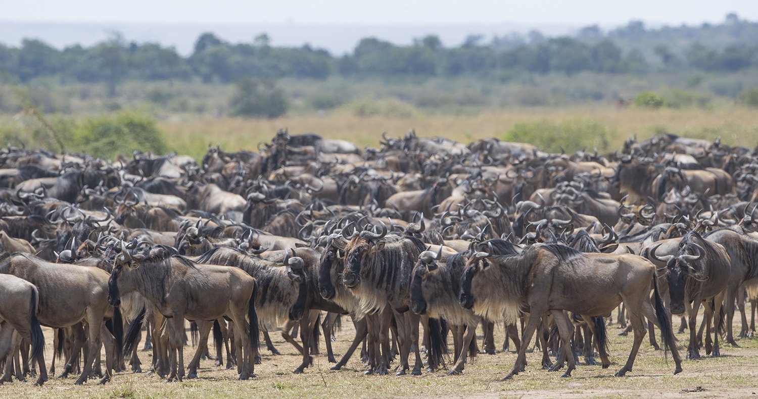  Gnus  Connochaetes  am Mara Fluss 