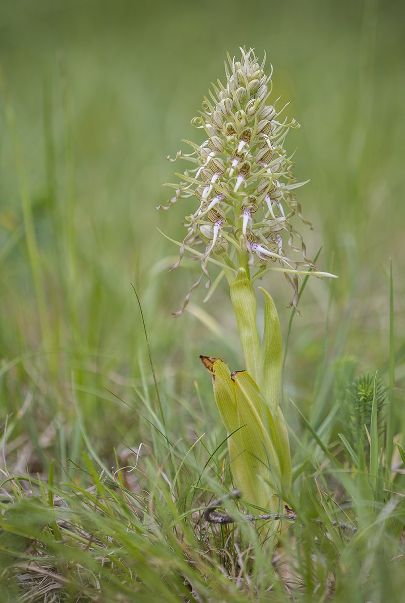  Bocksriemenzunge  Himantoglossum hircinum  Thüringen 