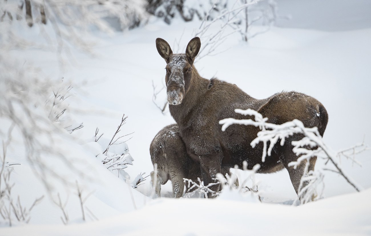  Elch  Alces alces  Lappland  Schweden  Februar 2022 