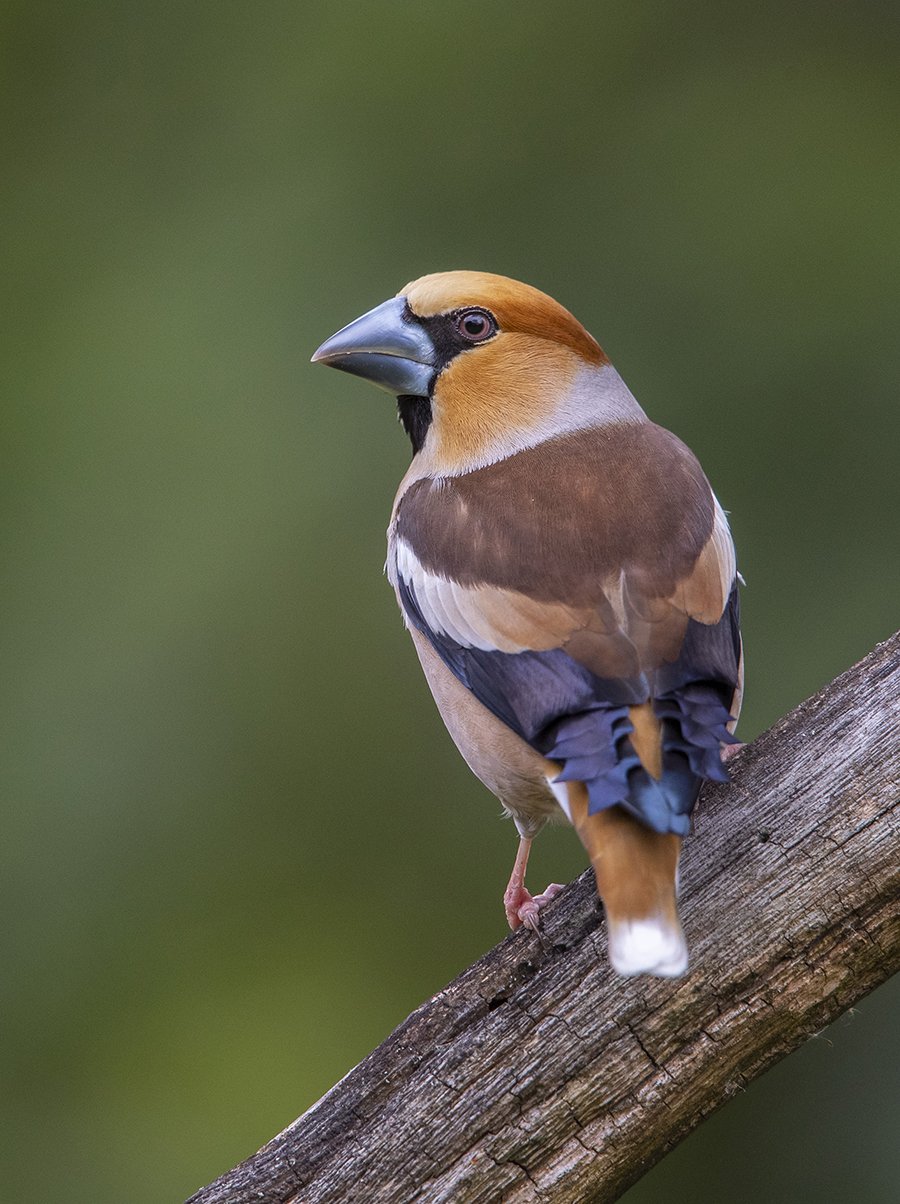  Kernbeißer  Coccothraustes coccothraustes  April 2022 