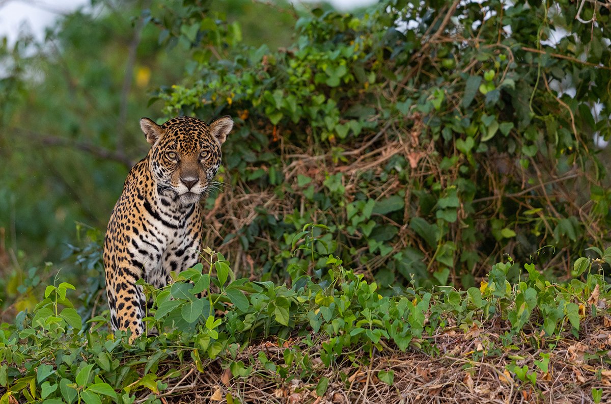  Jaguar  Panthera onca  Canon R3  4/500 mm  1/400 sec  ISO 2500  18.09.2022  5:45 Uhr  Pantanal 