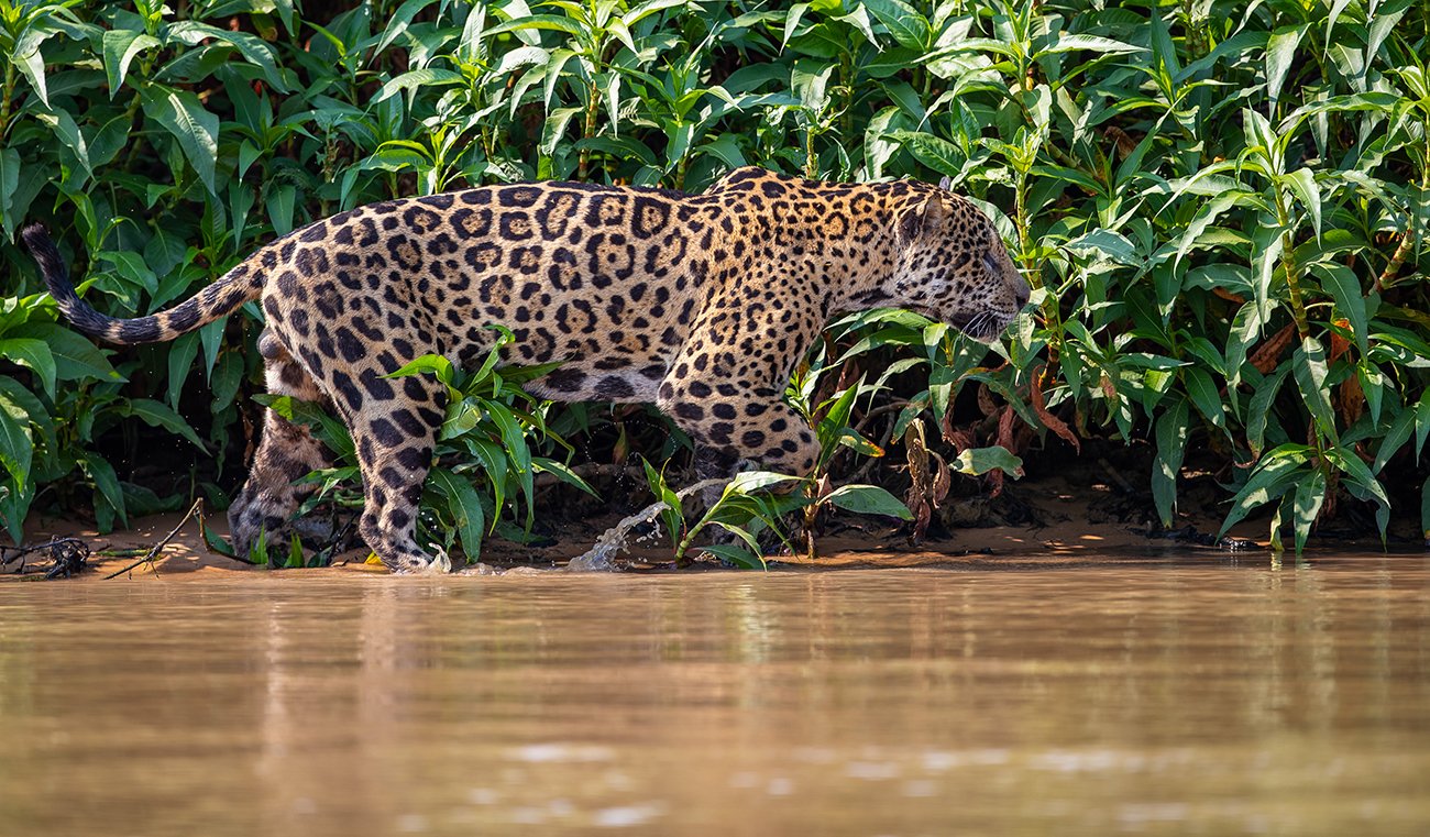  Canon 1 d X  II  3,2/300 mm  1/1000 sec  ISO 250  Pantanal  18.09.2022  10:00 Uhr 