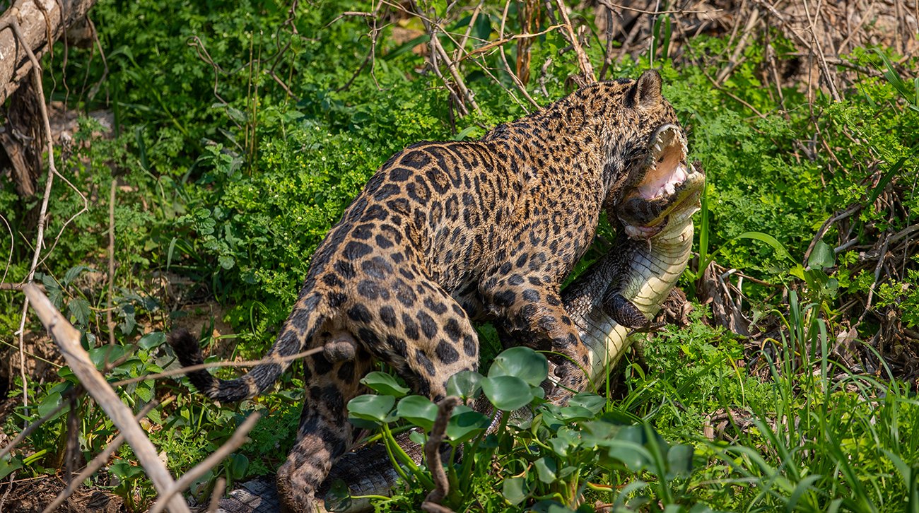  Canon 1 d X II  3,2/300 mm  1/ 1000 sec  ISO 100  Pantanal  18:09.2022  10:26 Uhr 