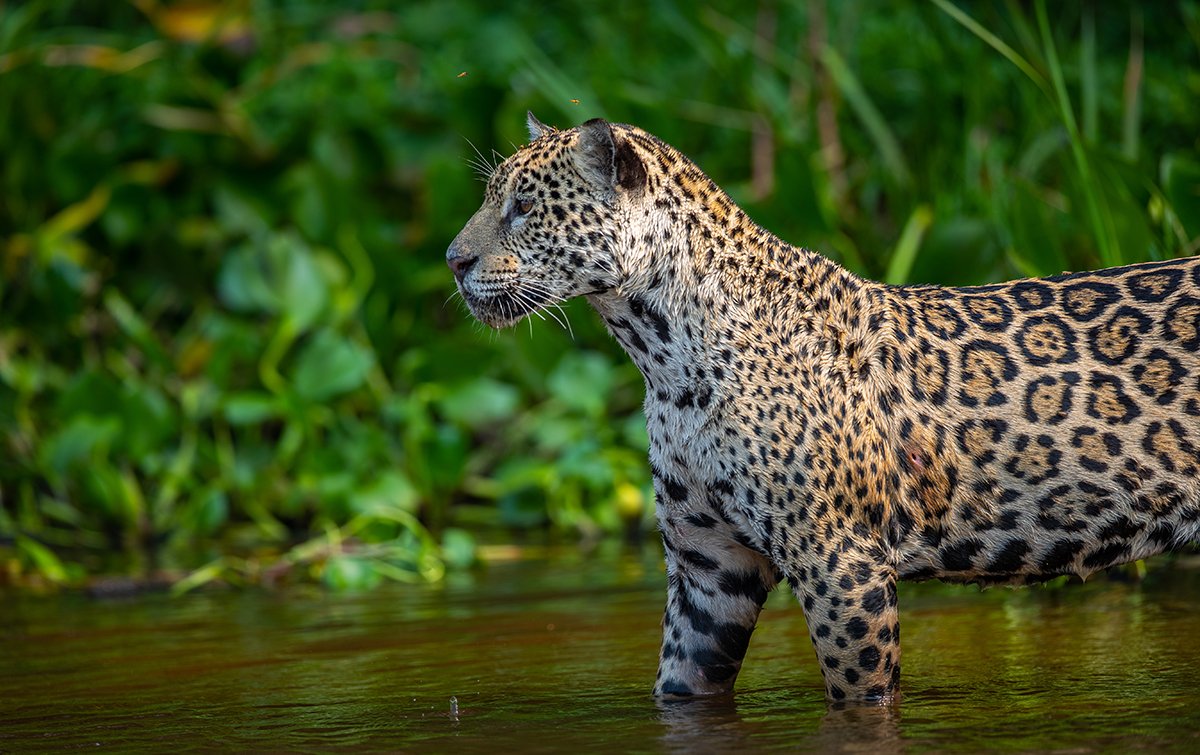  2 Jahre junges  Männchen  Jaguar  Panthera onca 