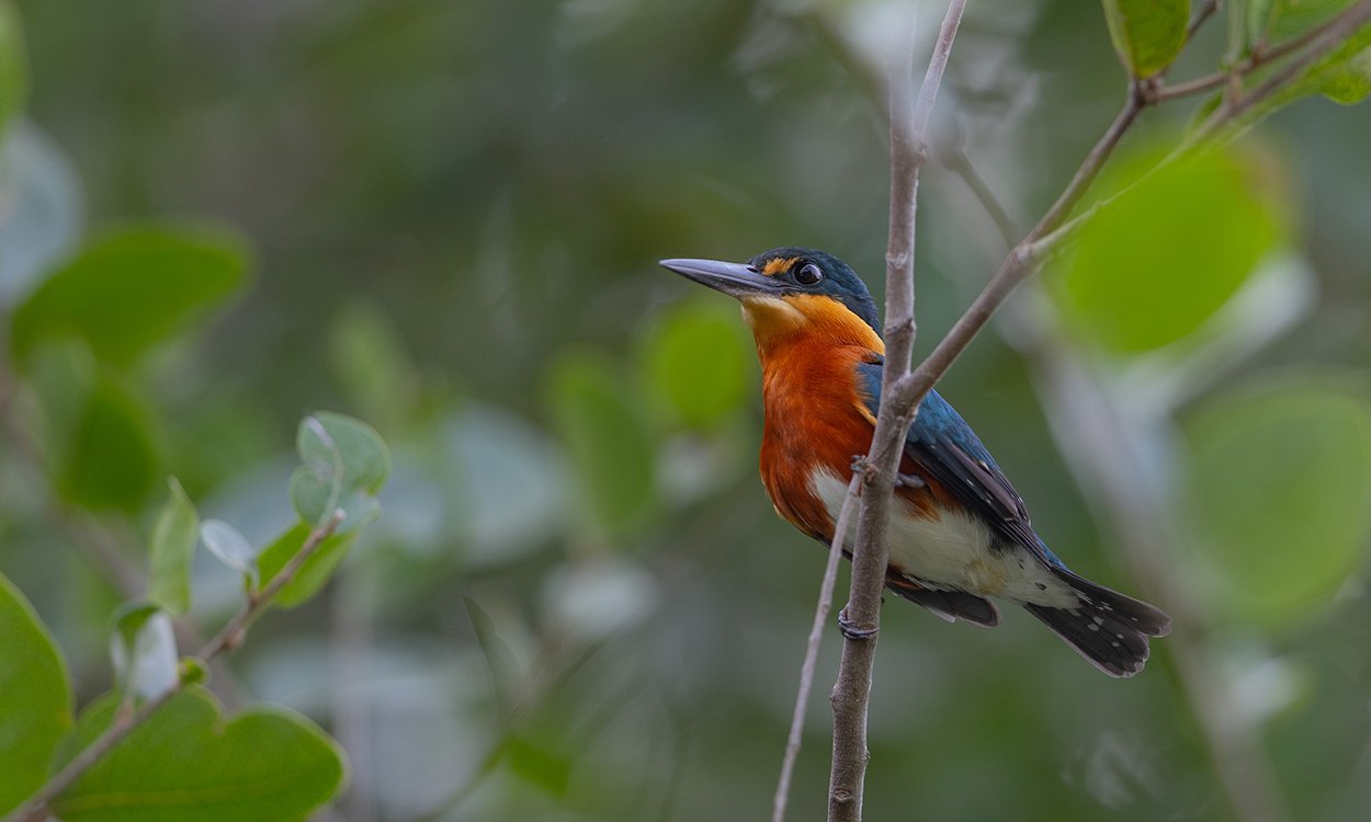  Erzfischer  Chloroceryle aenae  Pantanal 