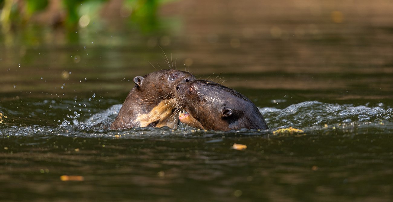  Canon R3  4/500 mm  1/1600 sec  ISO 400  18.09.2022  10:20 Uhr  Pantanal 