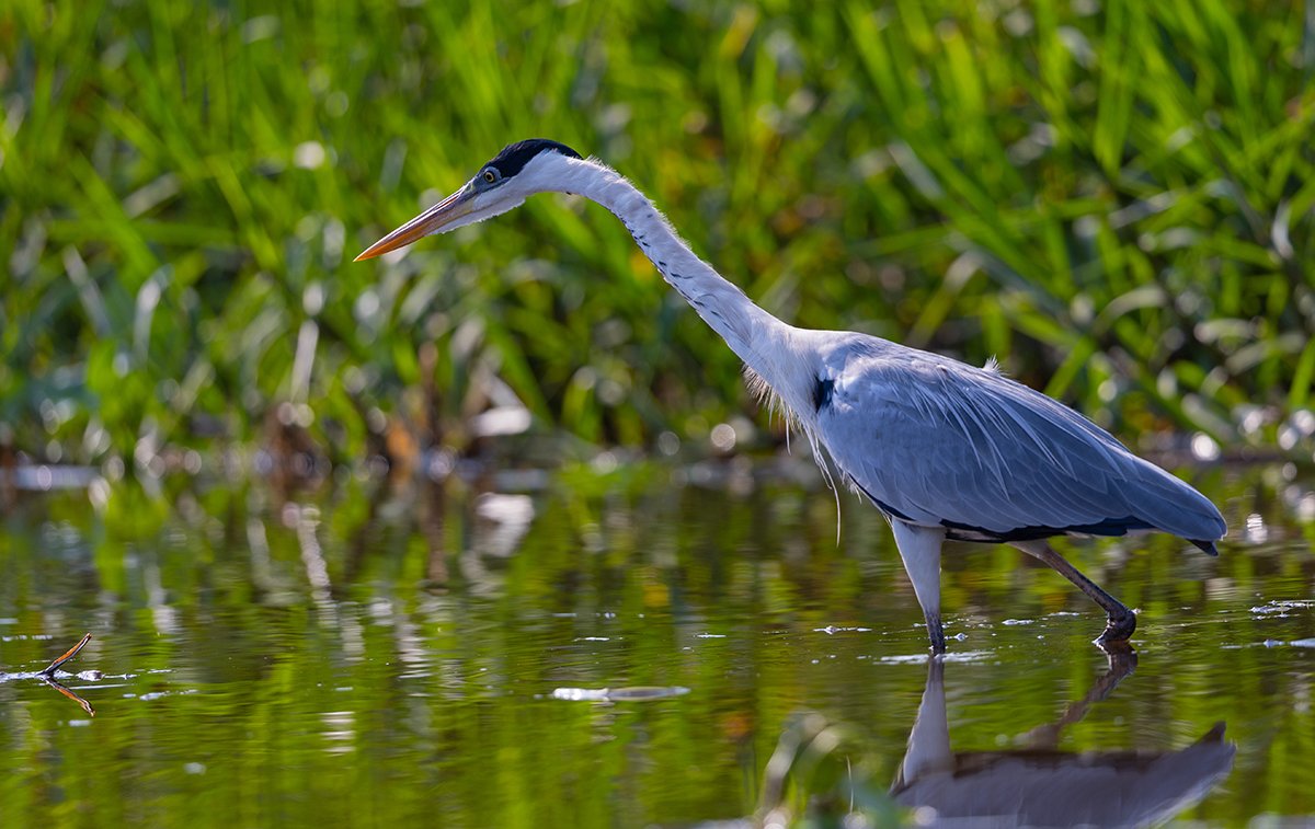  Sokoreiher  Ardea cocoi  Pantanal 