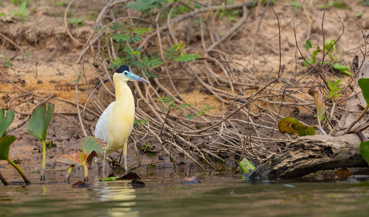  Kappenreiher  Pilherodius pileatus  Pantanal 