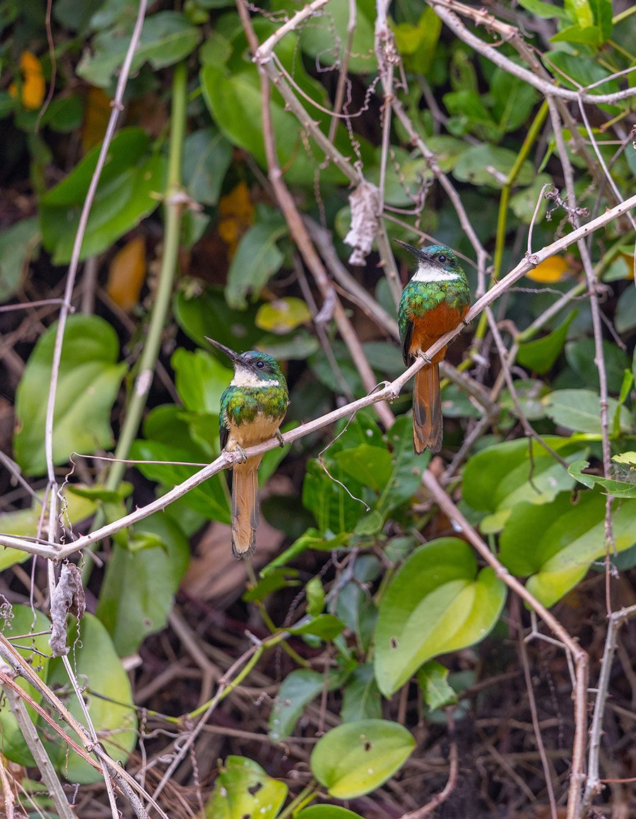  Rotschwanzglanzvogel   Galbulidae ruficauda  Pantanal 