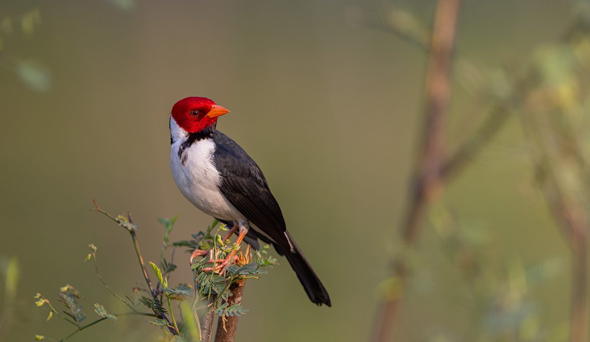  Pantanal Kardinal   Paroaria capitata 