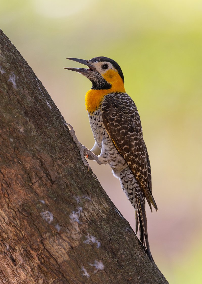  Feldspecht  Colaptes campestris  Pantanal 